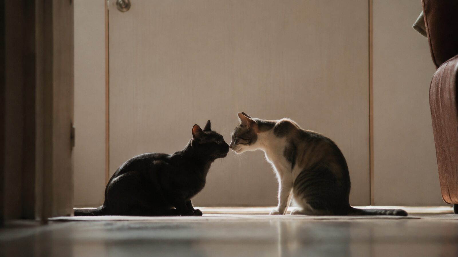先住家族から離した部屋で、隠れ場所と食器を整えたトライアル環境