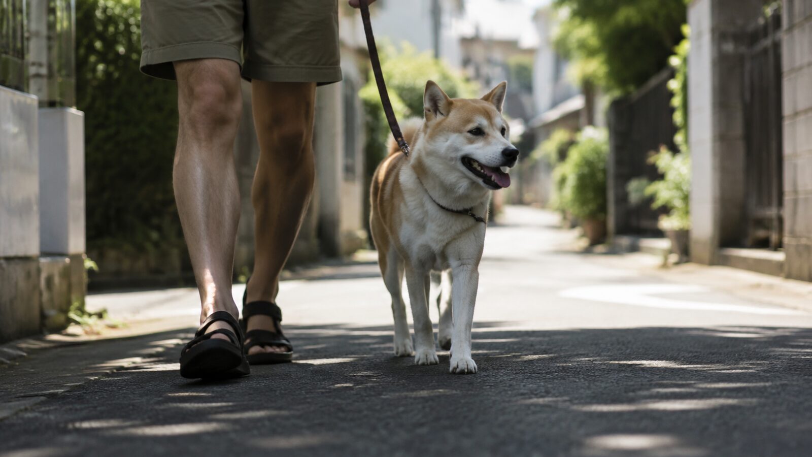 首輪に鑑札と連絡先タグを着けた犬の前足と飼い主の手
