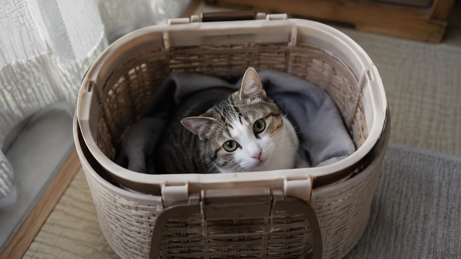 扉を開け、いつもの敷物を入れたキャリーに猫が近づく様子