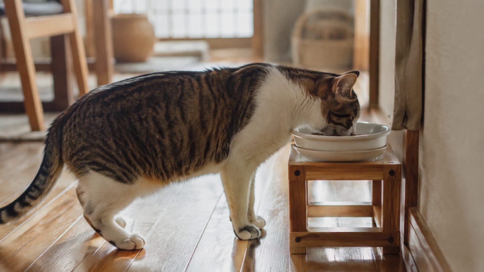 浅い器に入れた温めたウェットフードを確認する猫