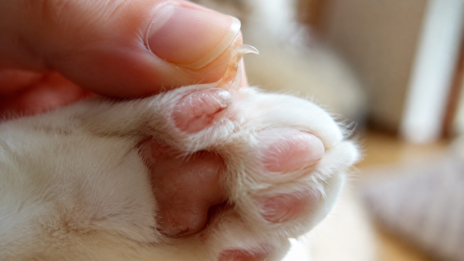 眠っている猫の前足を支え、爪先の長さを確認している様子