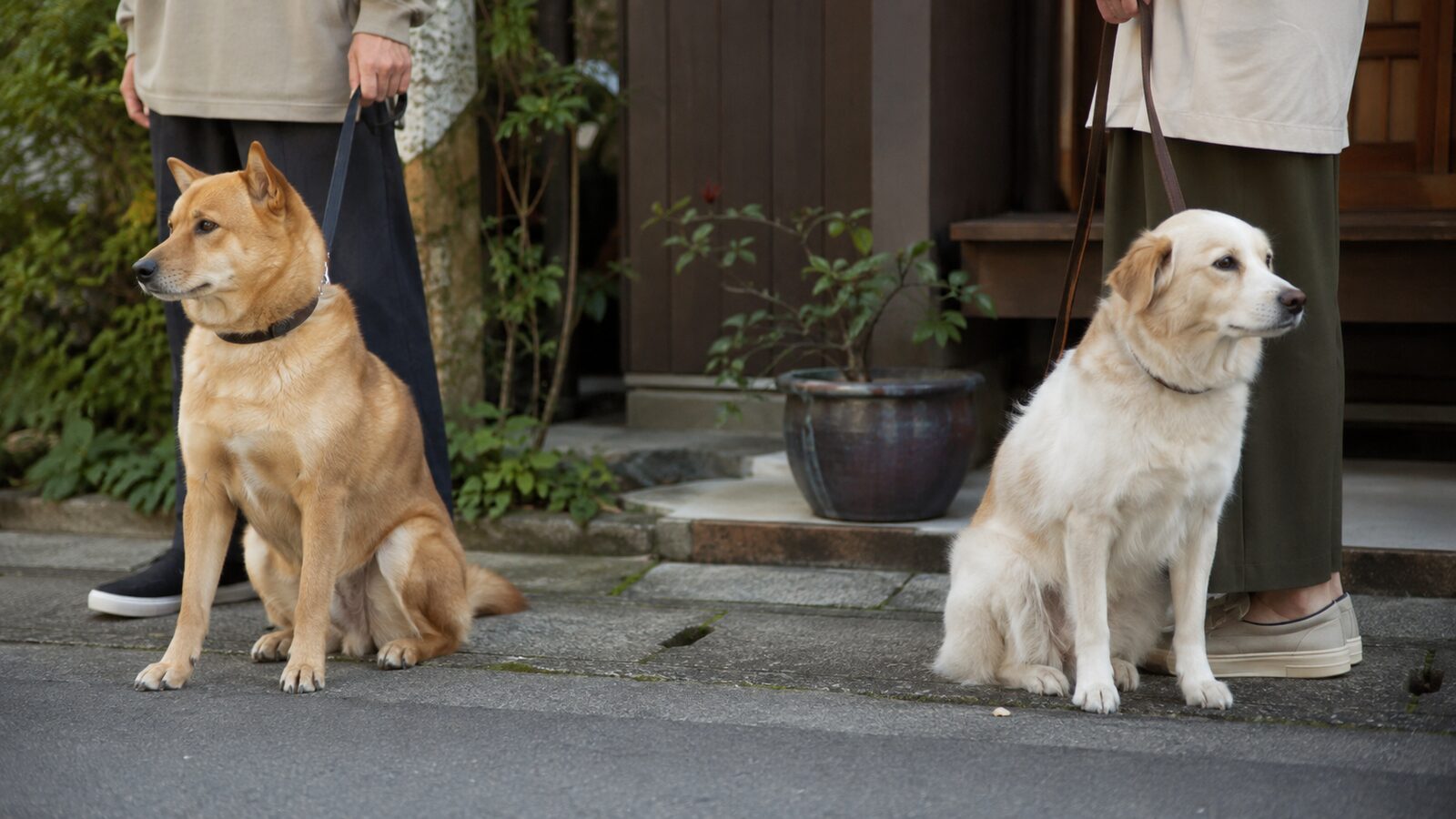 飼い主の椅子の足元でリードを短く持たれた犬