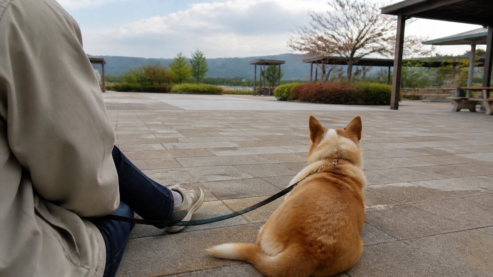 サービスエリアで犬に水を与えリードを確認する飼い主
