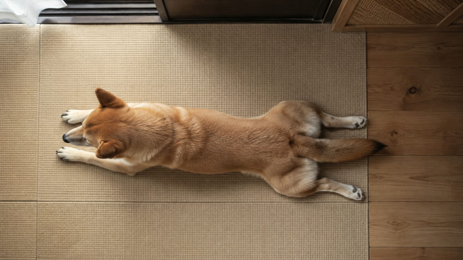犬を横と上から観察し、肋骨と腰の形を確認するイラスト