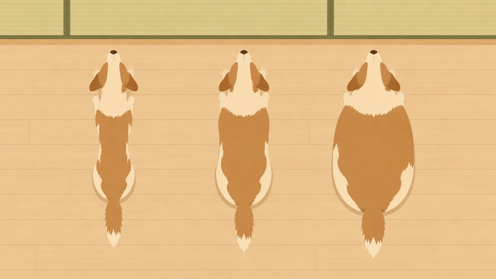 猫の下腹部のたるみと腰のくびれを分けて確認するイラスト
