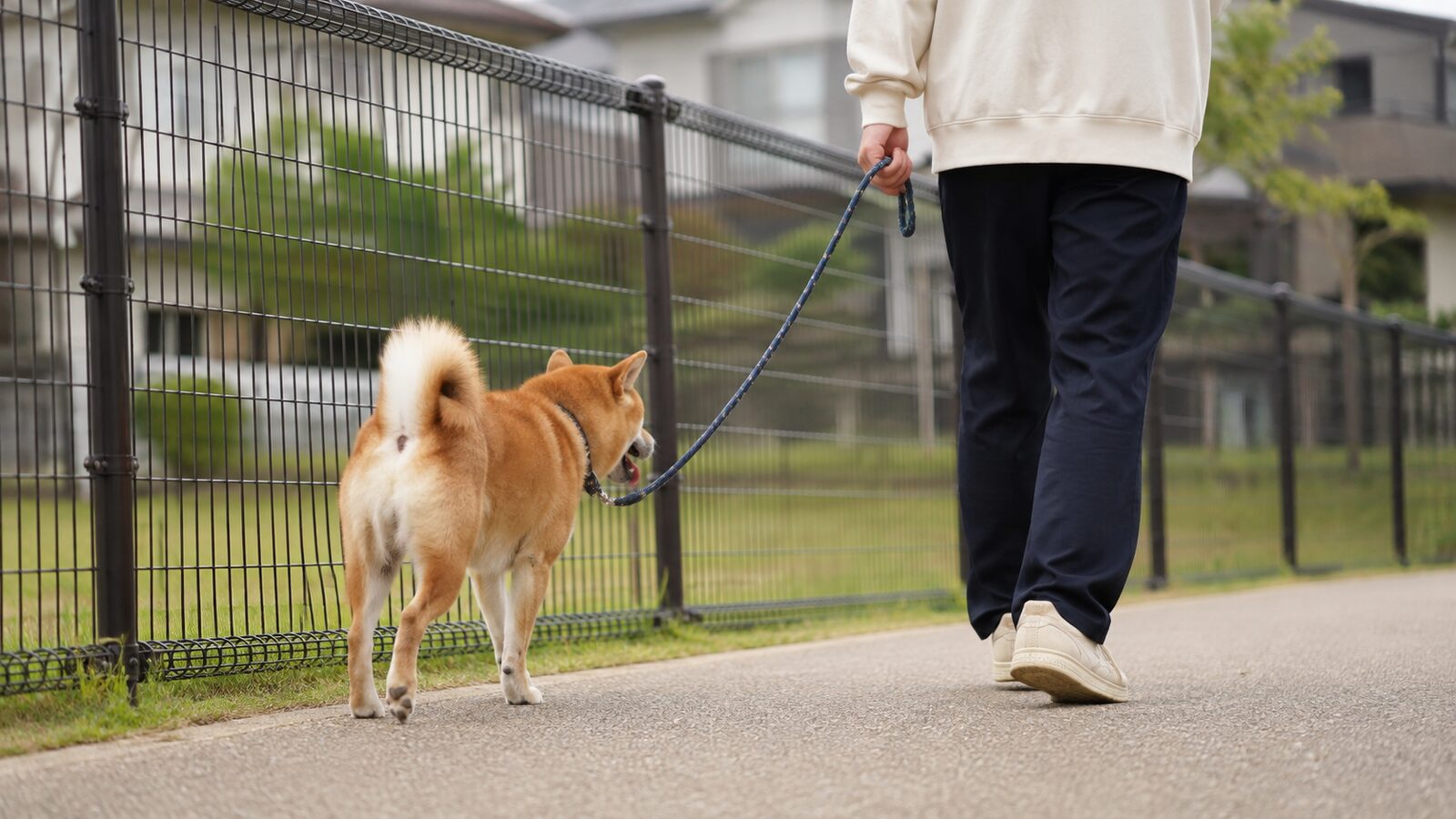 狂犬病予防注射済票と混合ワクチン証明書を確認する飼い主