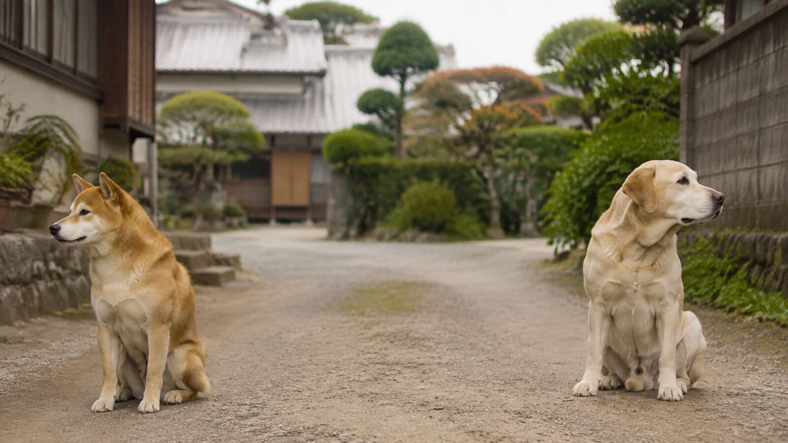 二重ゲートの内側でリードを付けた犬