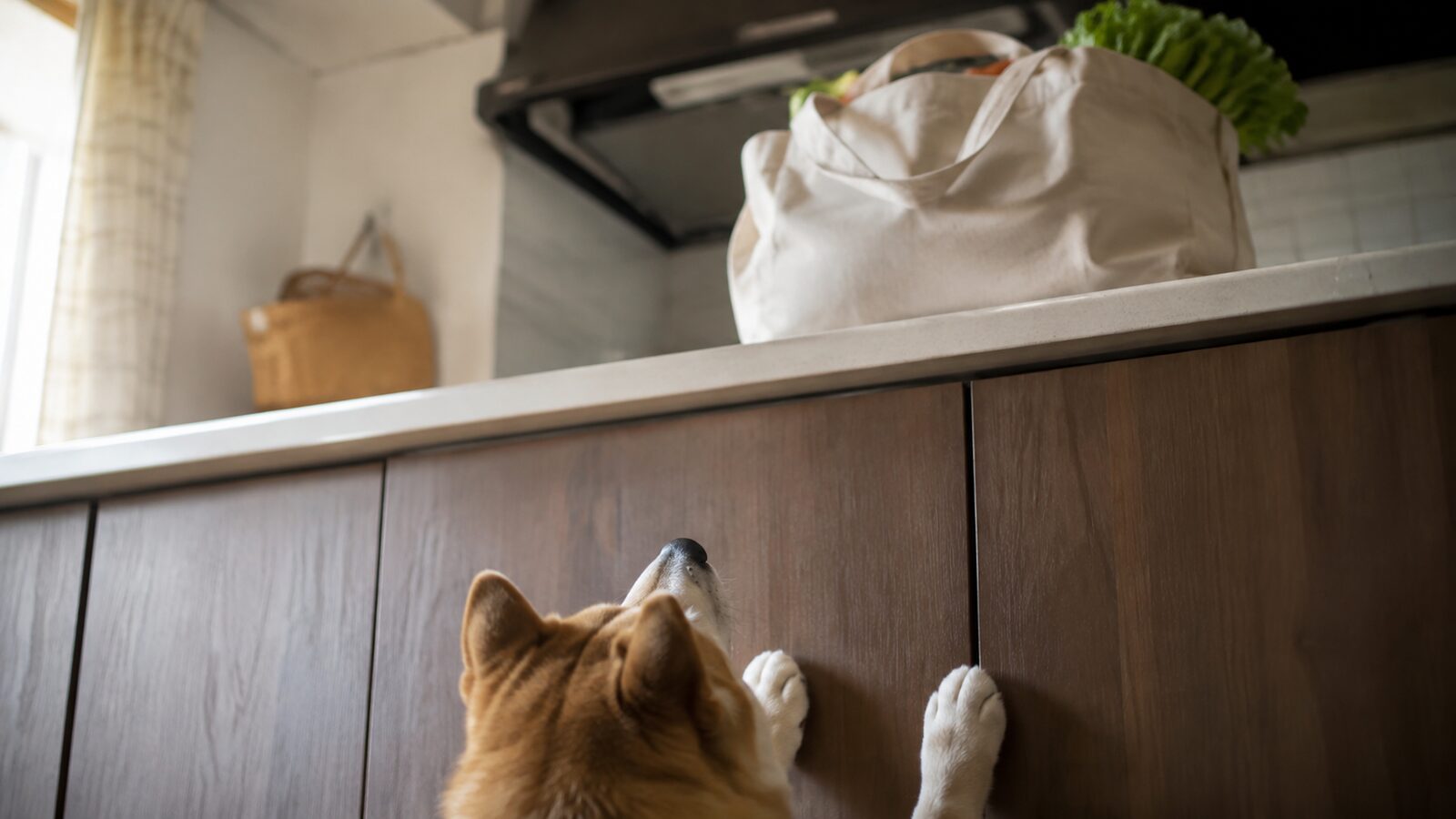 玉ねぎやにんにくを使った料理と、そばで待つ犬の姿