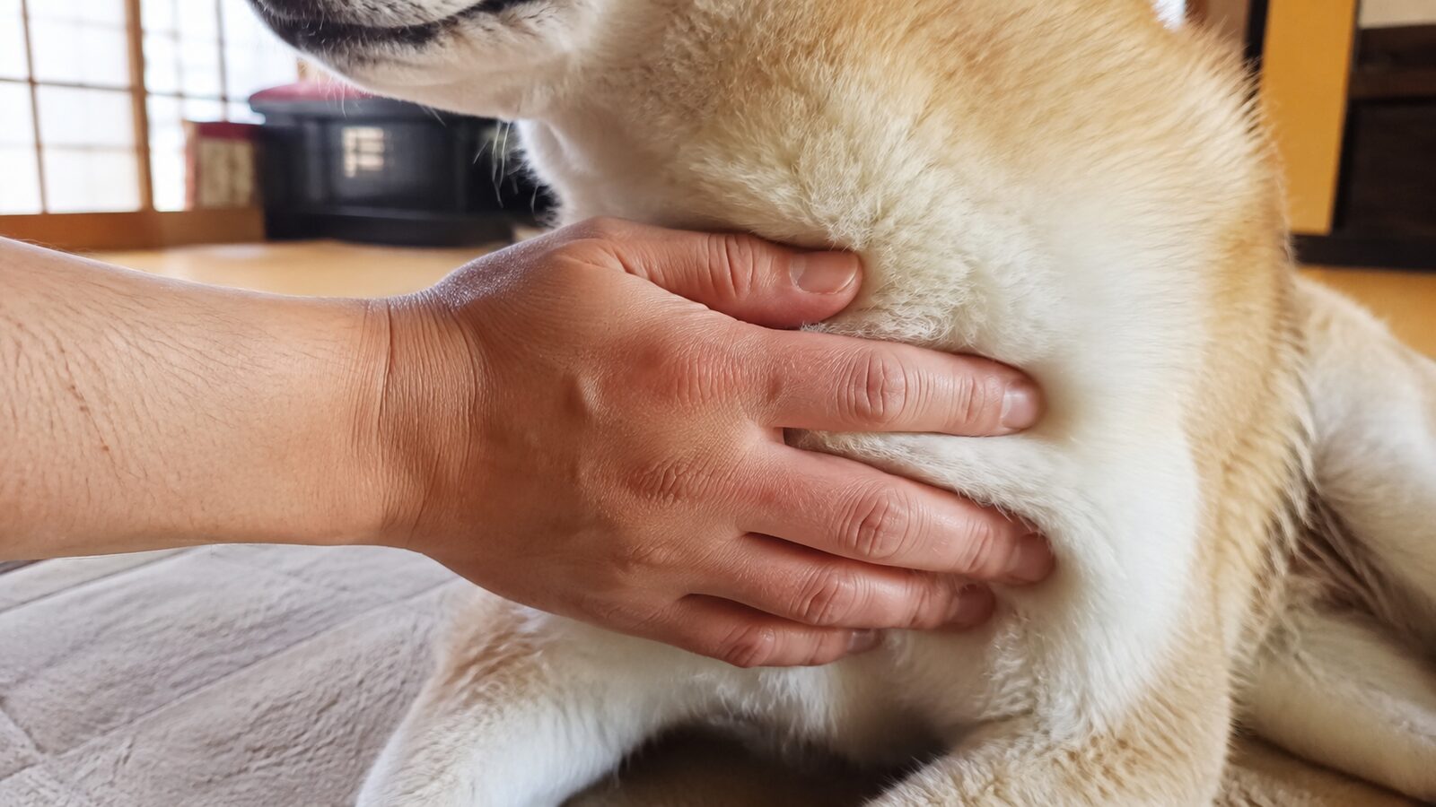 犬を上から見て腰のくびれを確認し、肋骨をやさしく触る様子