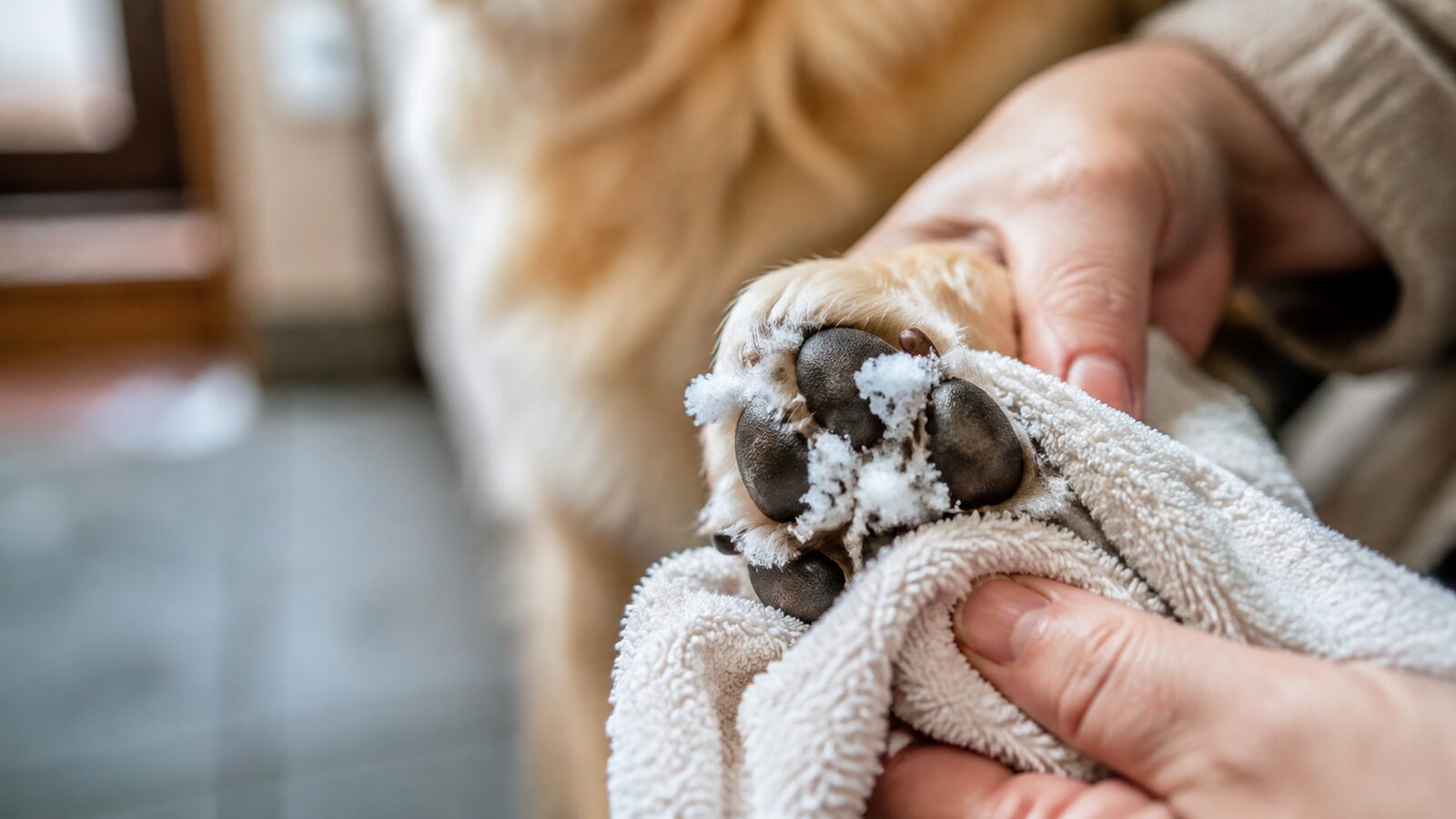 雪道から帰宅した犬の足先をタオルで拭く様子