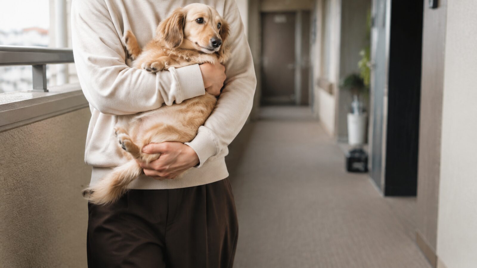 大阪府内で自治体ごとに異なる犬の手続き窓口を調べるイメージ