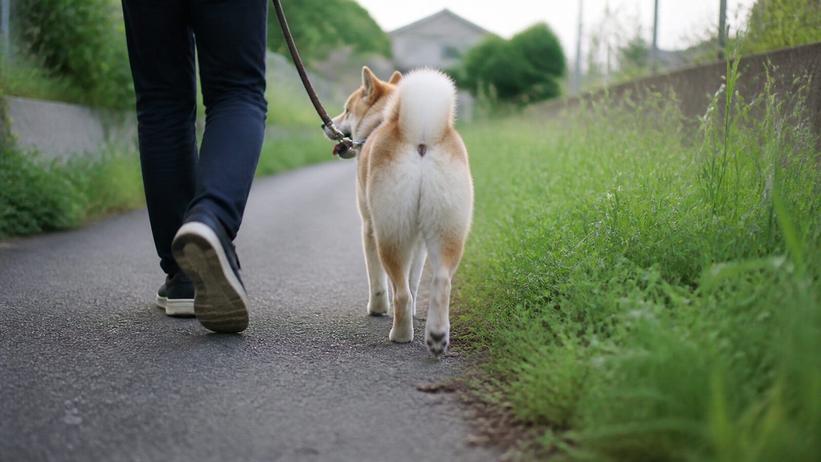 犬の被毛をかき分けて皮膚を確認する様子