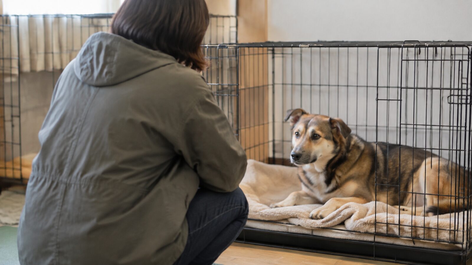 母犬や成犬が過ごす場所を確認する見学の場面